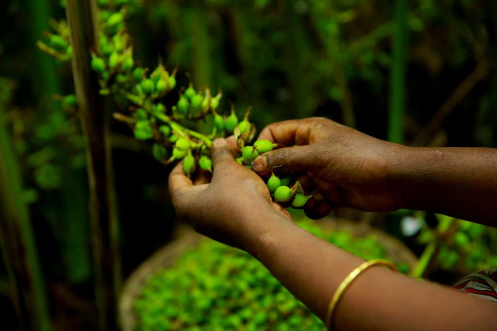 The Cardamom hills - Kodaikanal